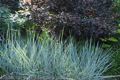 Glaucous & Purple – a color combo that adds some ‘oomph’ to your garden ...