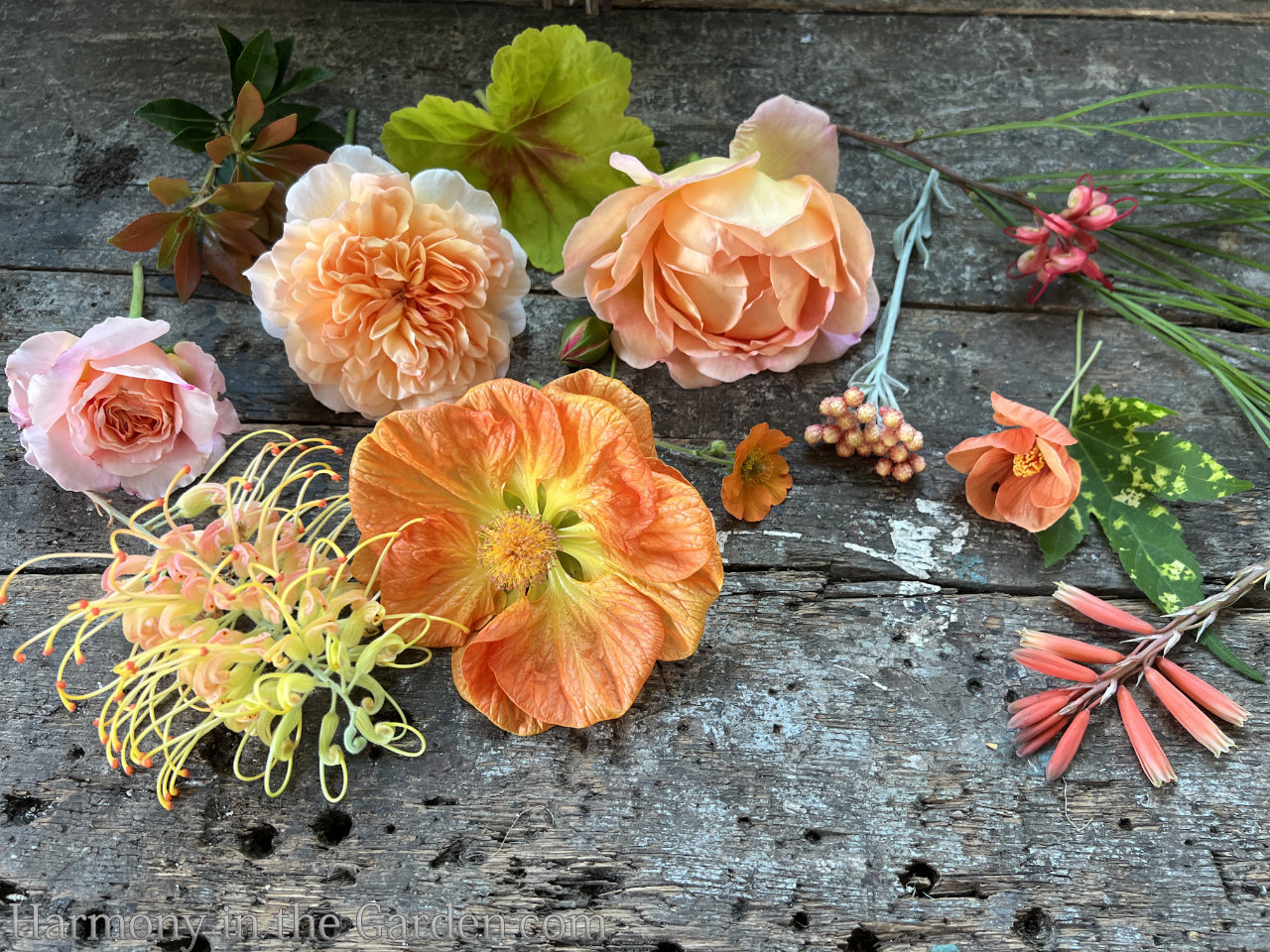 orange flowers