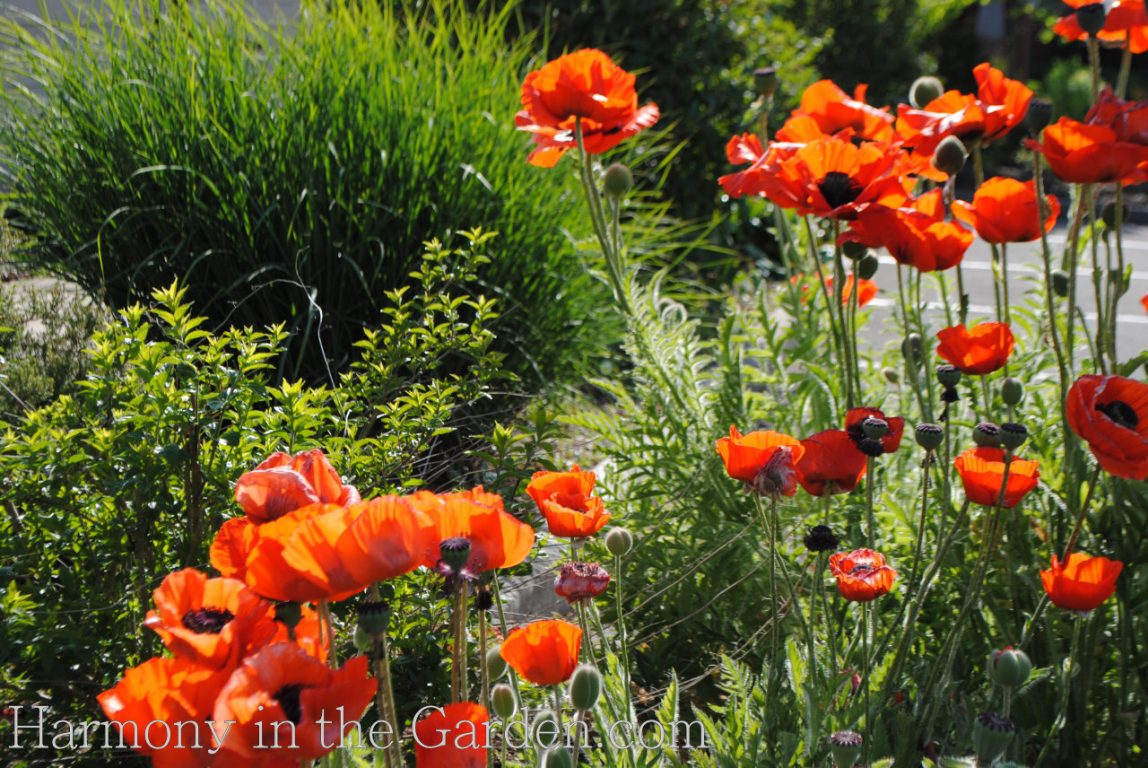 papaver orientale allegro