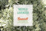 Sunset Meerlo Lavender