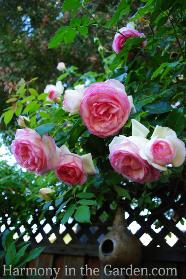 planting pruning roses