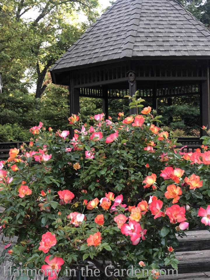 planting pruning roses