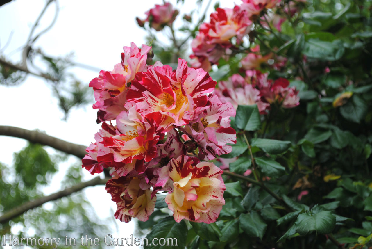 planting pruning roses