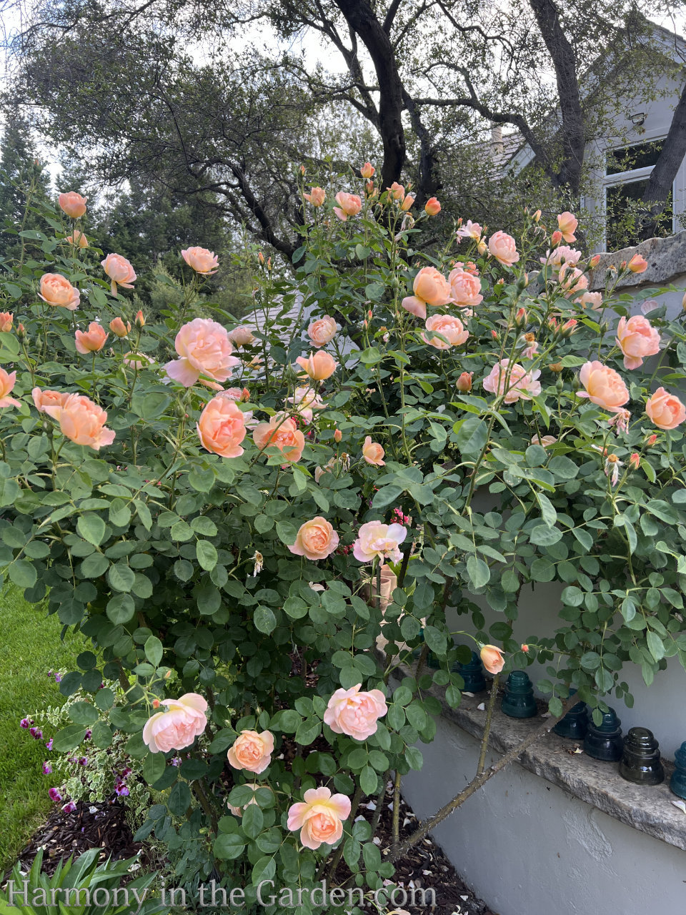 roses in my garden
