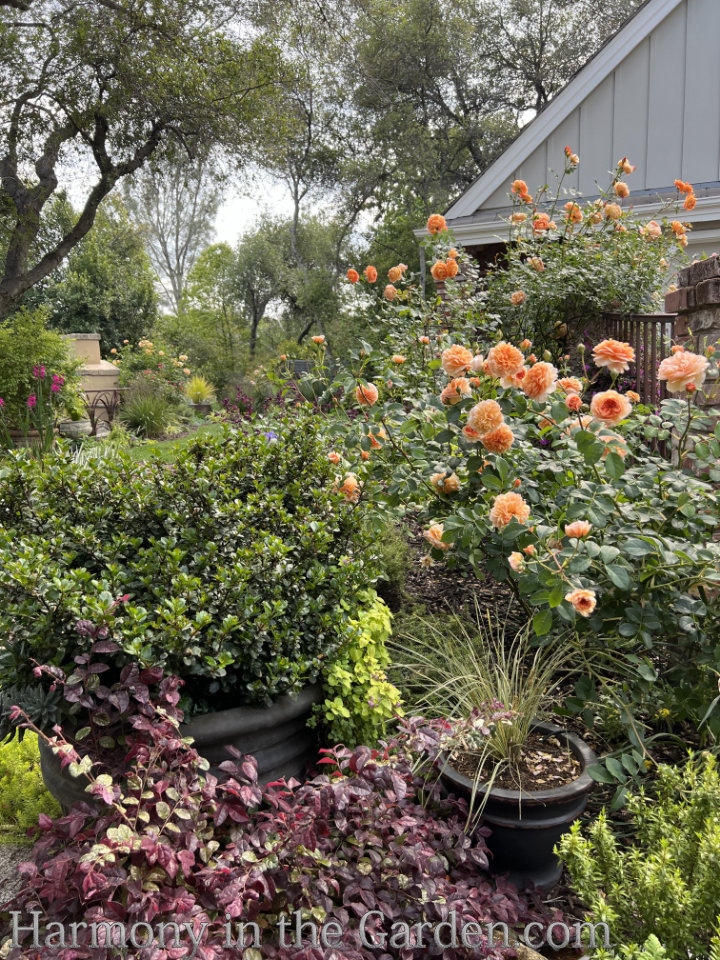 roses