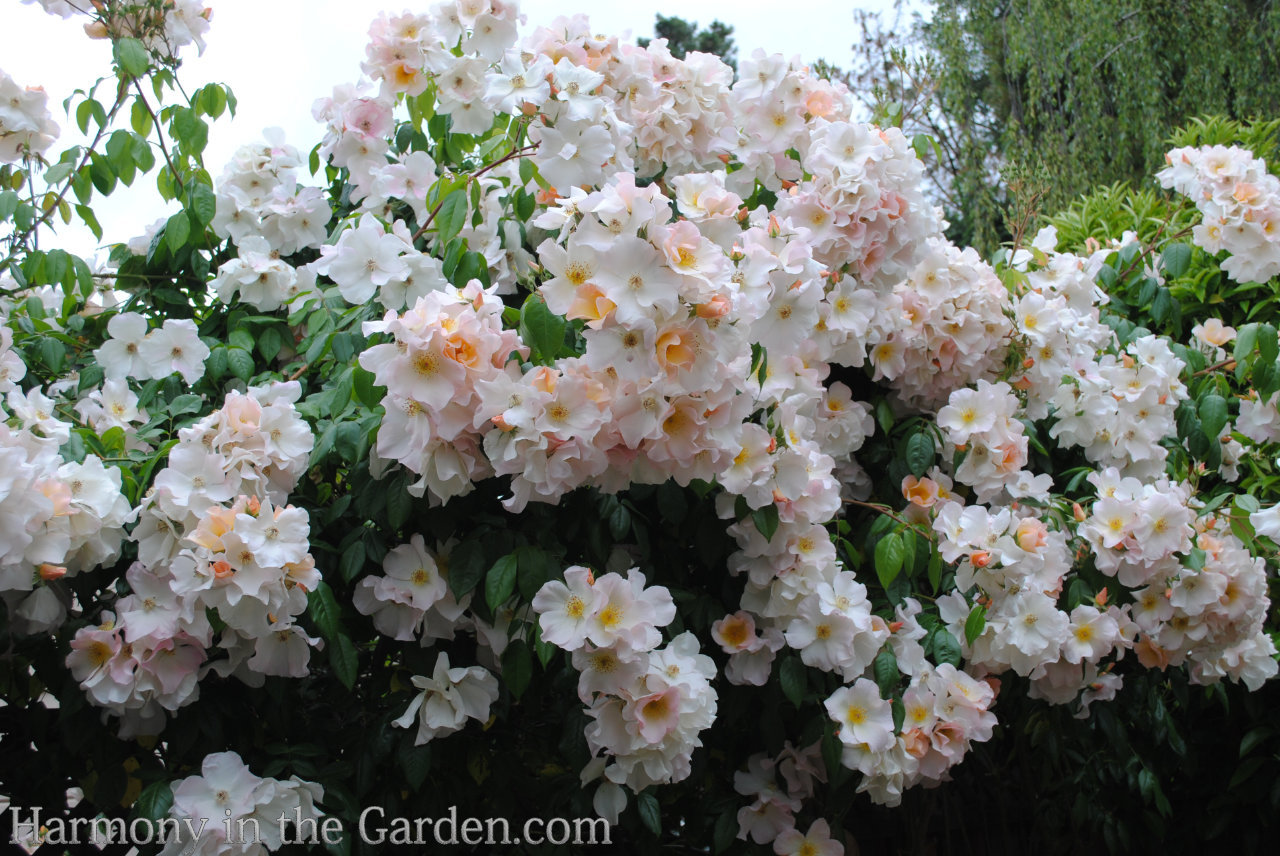 planting pruning roses