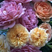 planting pruning roses