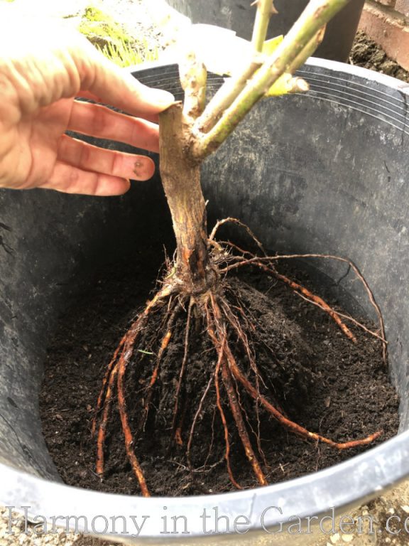 planting bare root roses