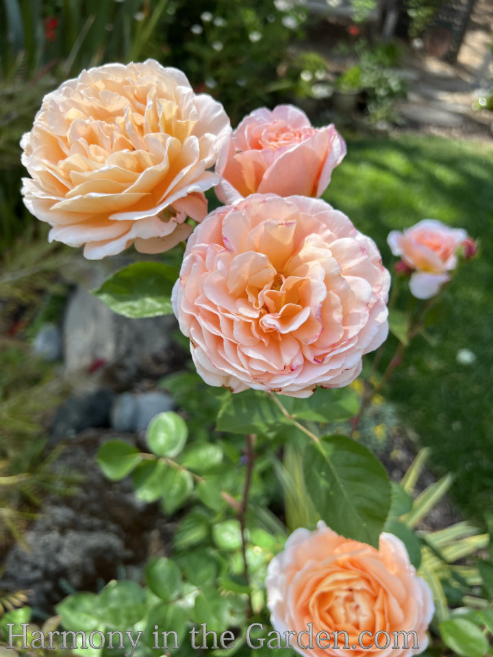 planting pruning roses