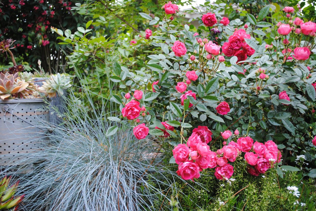 pink fall garden