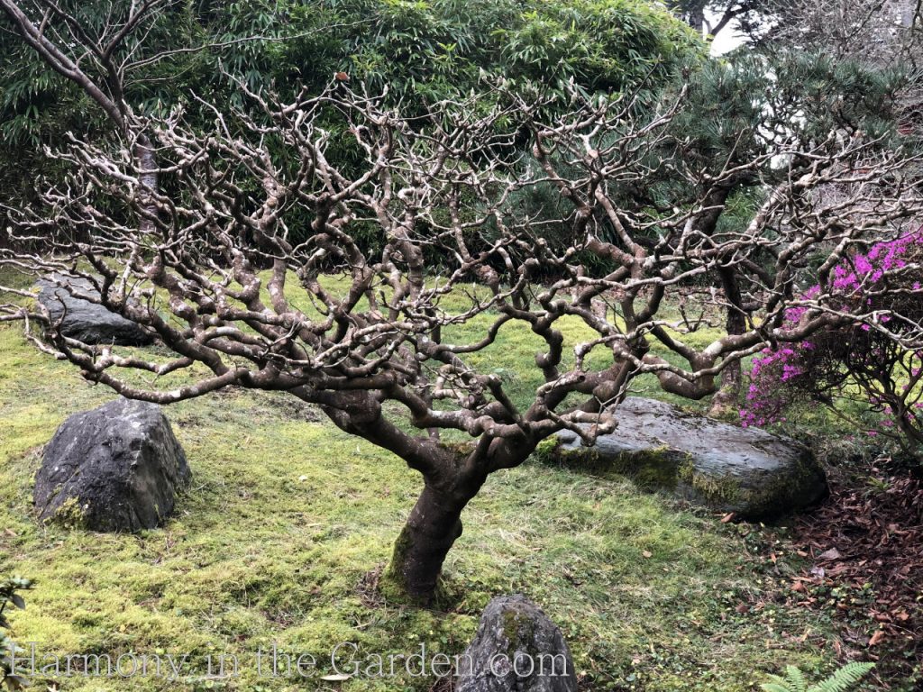 japanese tea garden