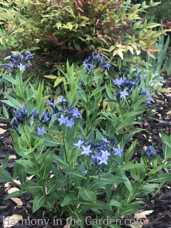 Creating a rain garden