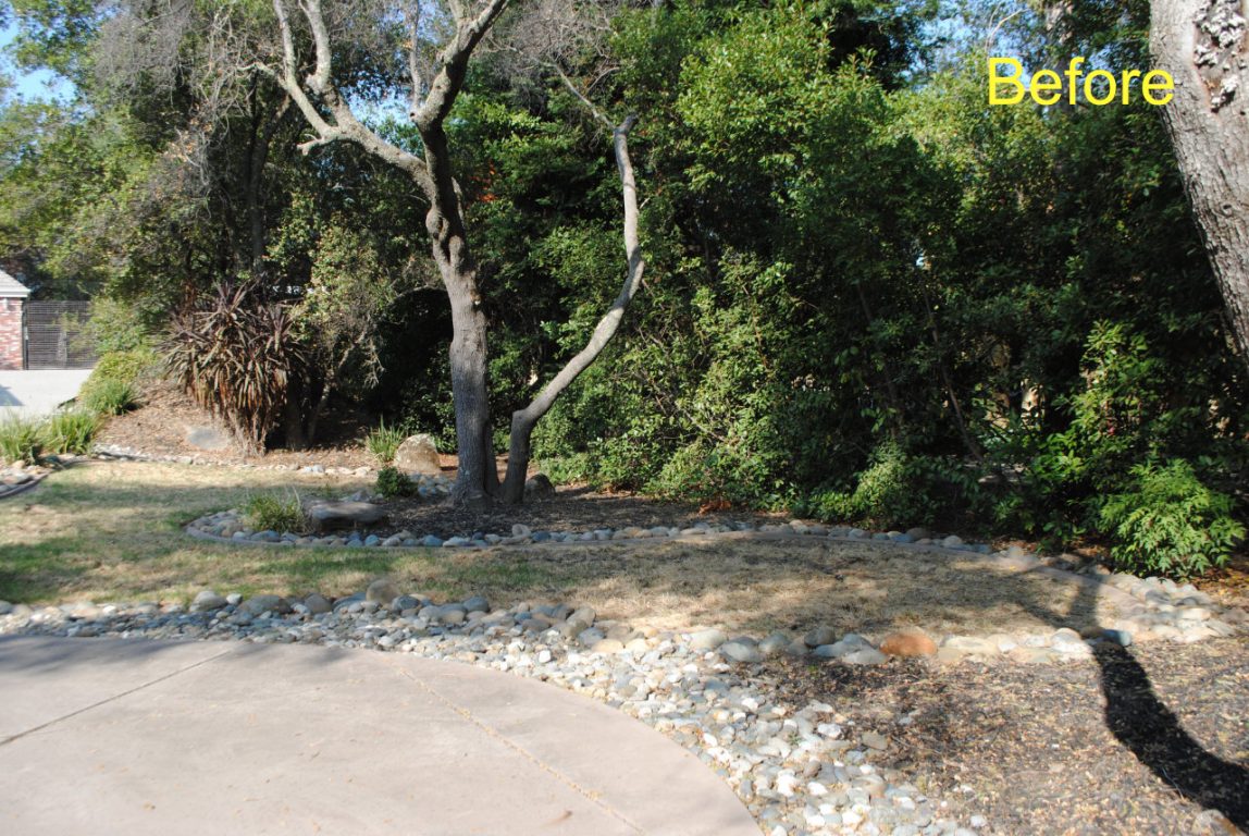 It's been pouring rain for days now, which is the perfect time to talk about creating a rain garden - especially when there’s plenty happening right now