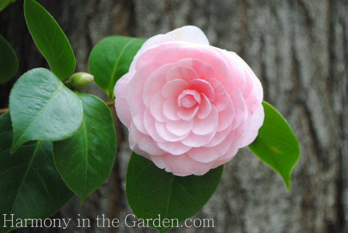 Camellias