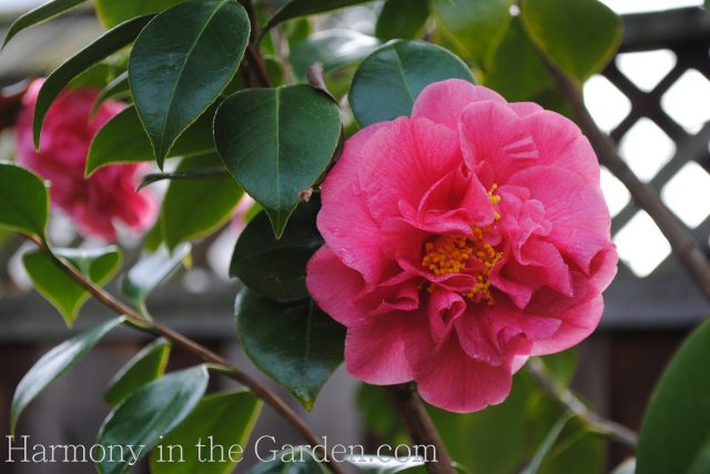 Camellias for MONTHS of wow-factor blooms - Harmony in the Garden