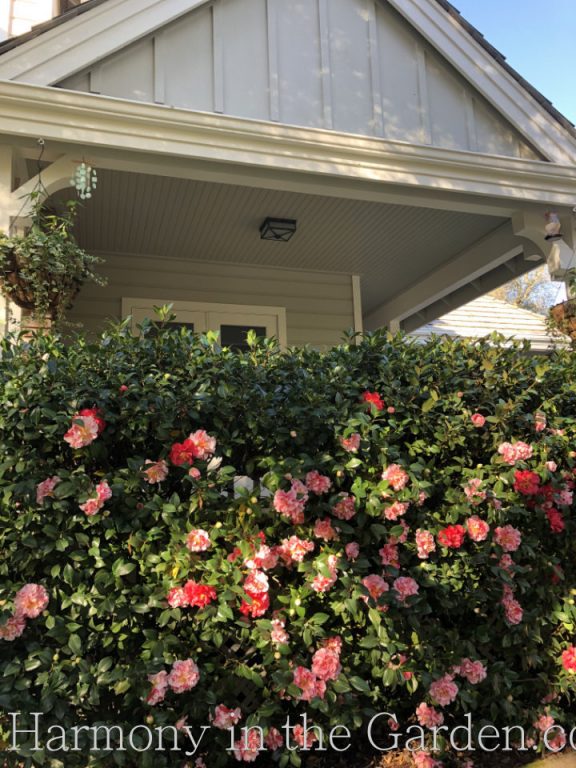 Camellia j. 'Lady Vansittart'