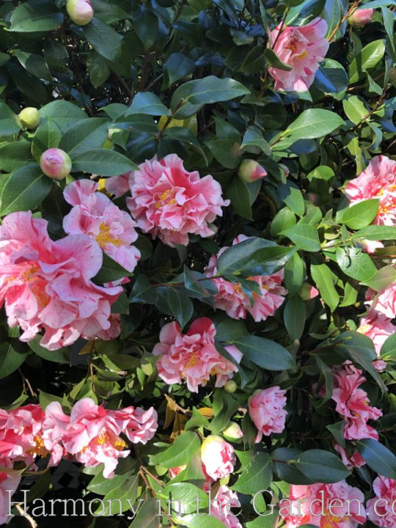 Camellias