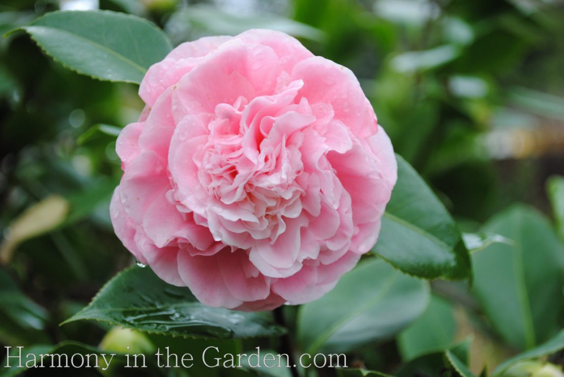 Camellias