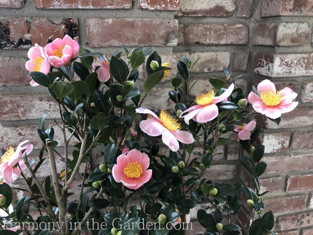 Pink-A-Boo® Camellia, Camellia sasanqua 'Mondel' PP #21,687