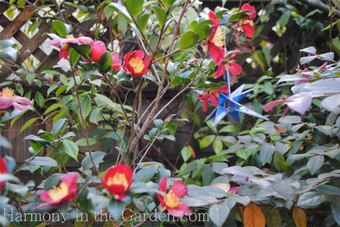 Camellia 'Yuletide'