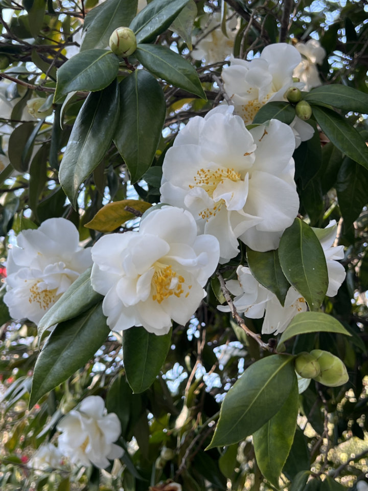 Camellias