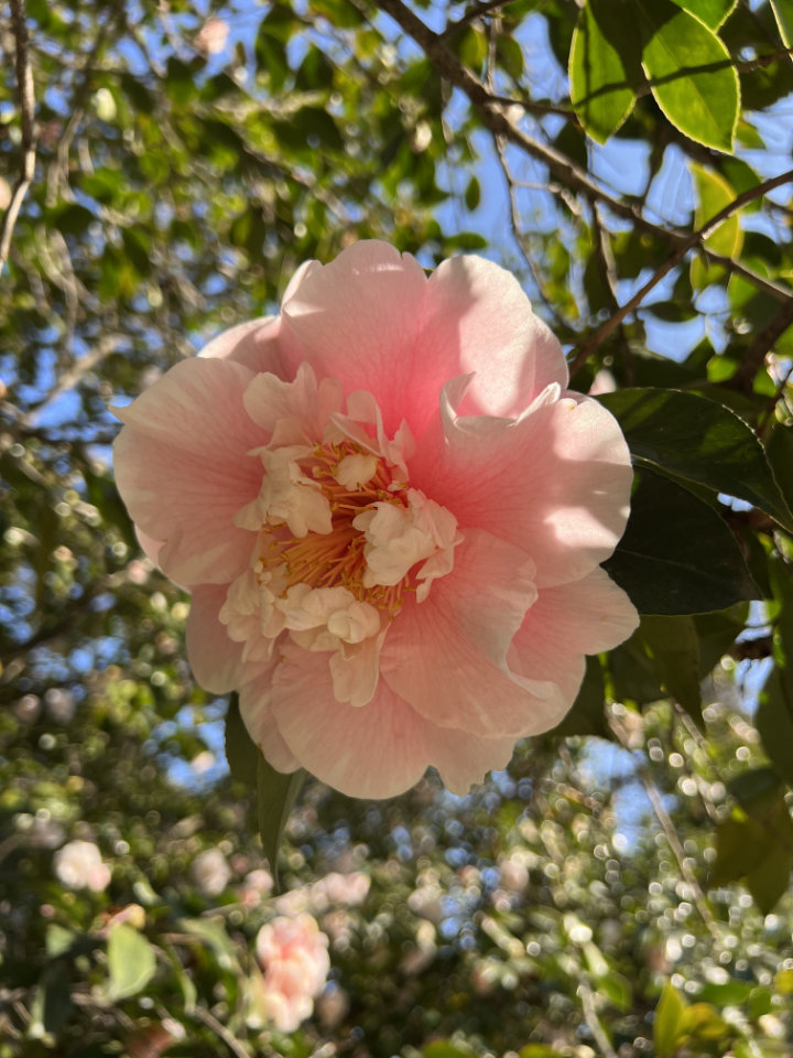 Camellias