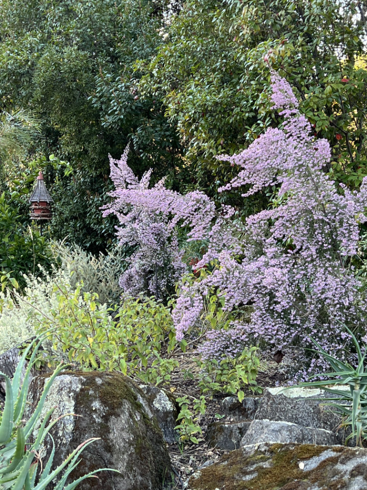 Creating a rain garden