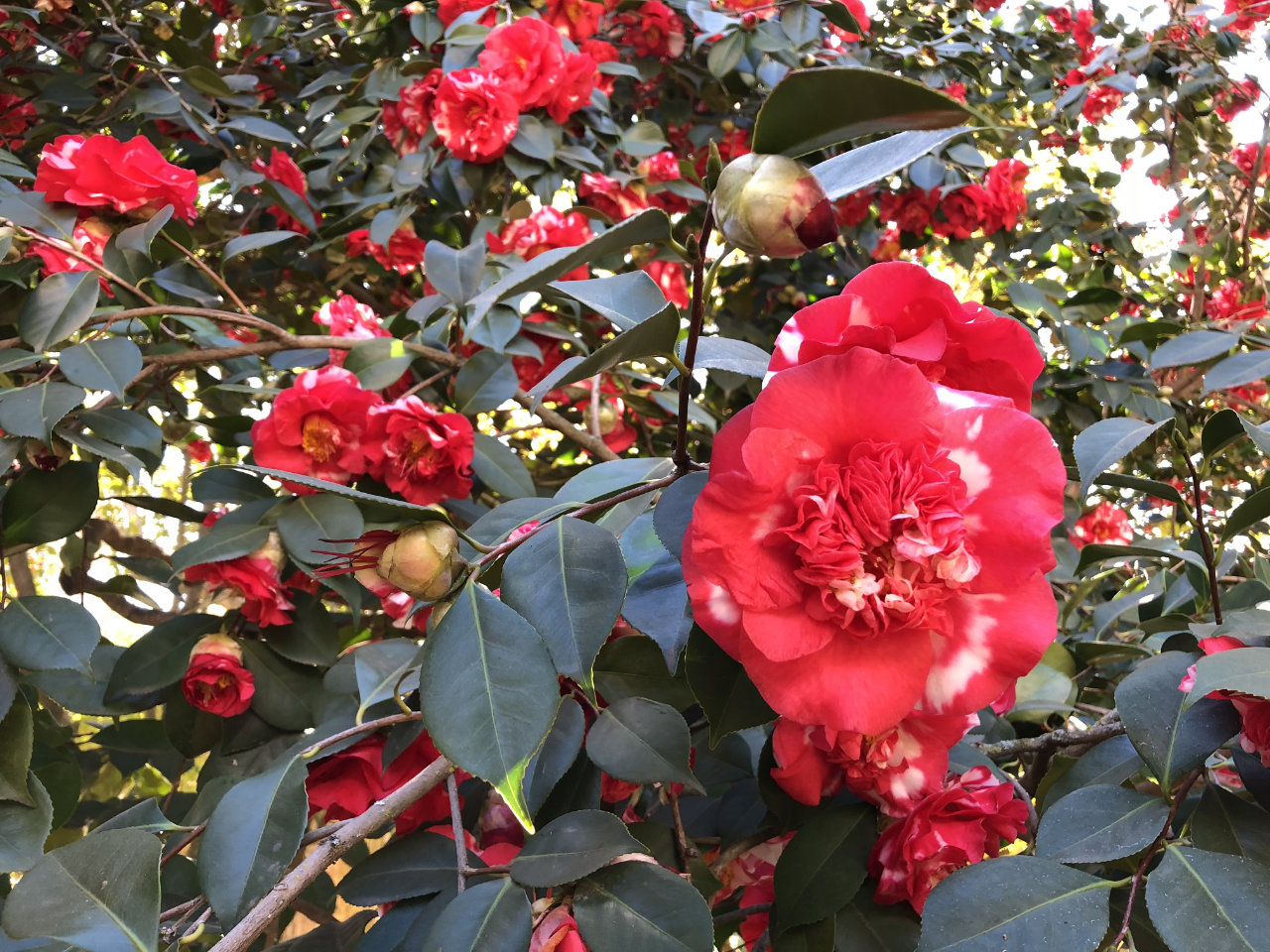 Camellias