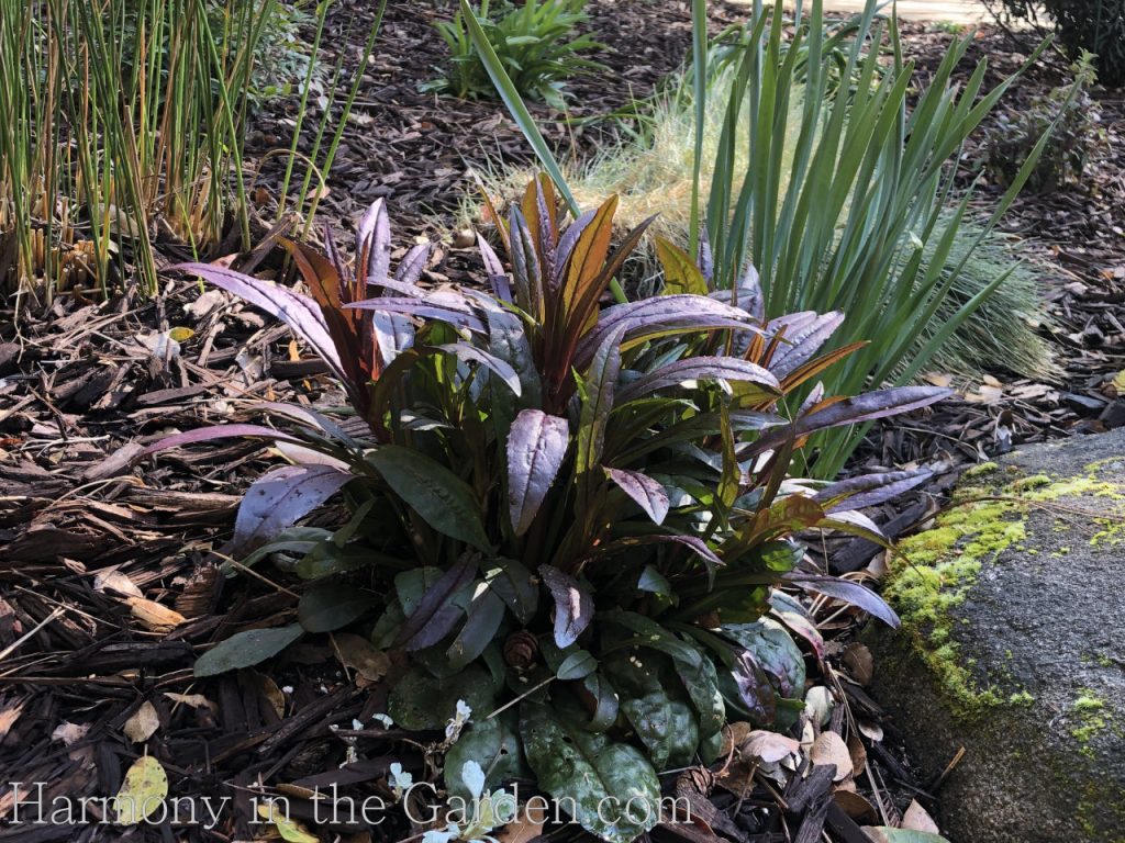 Creating a rain garden