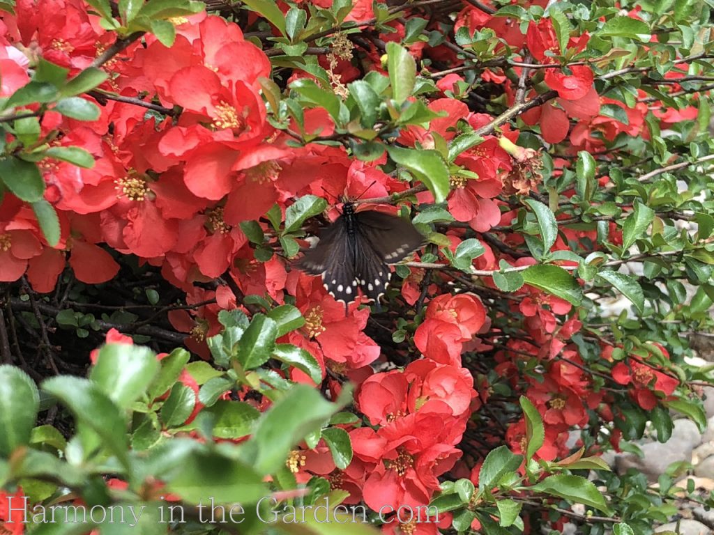 Creating a rain garden