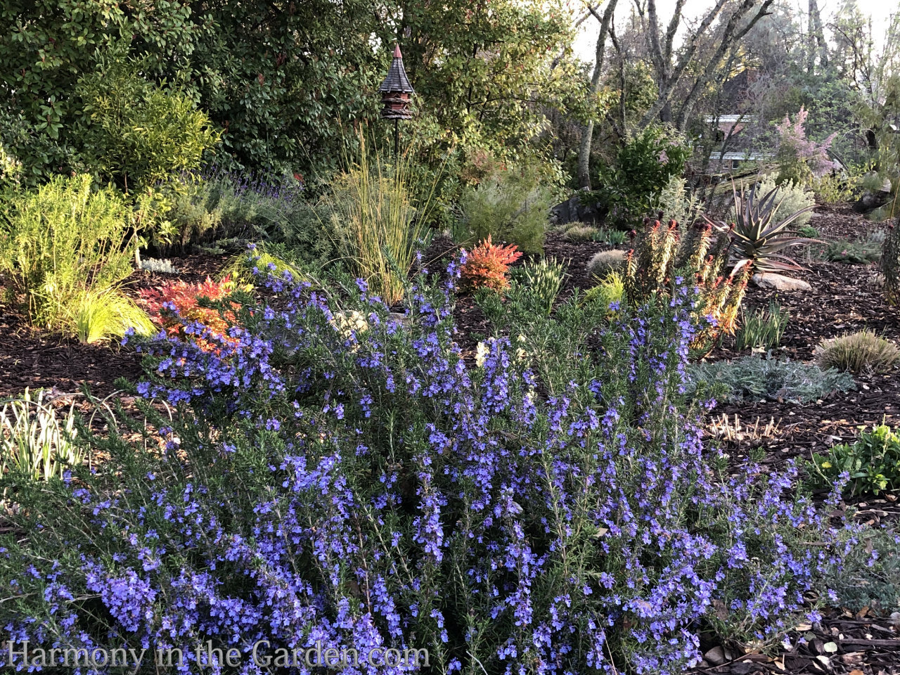 Creating a rain garden