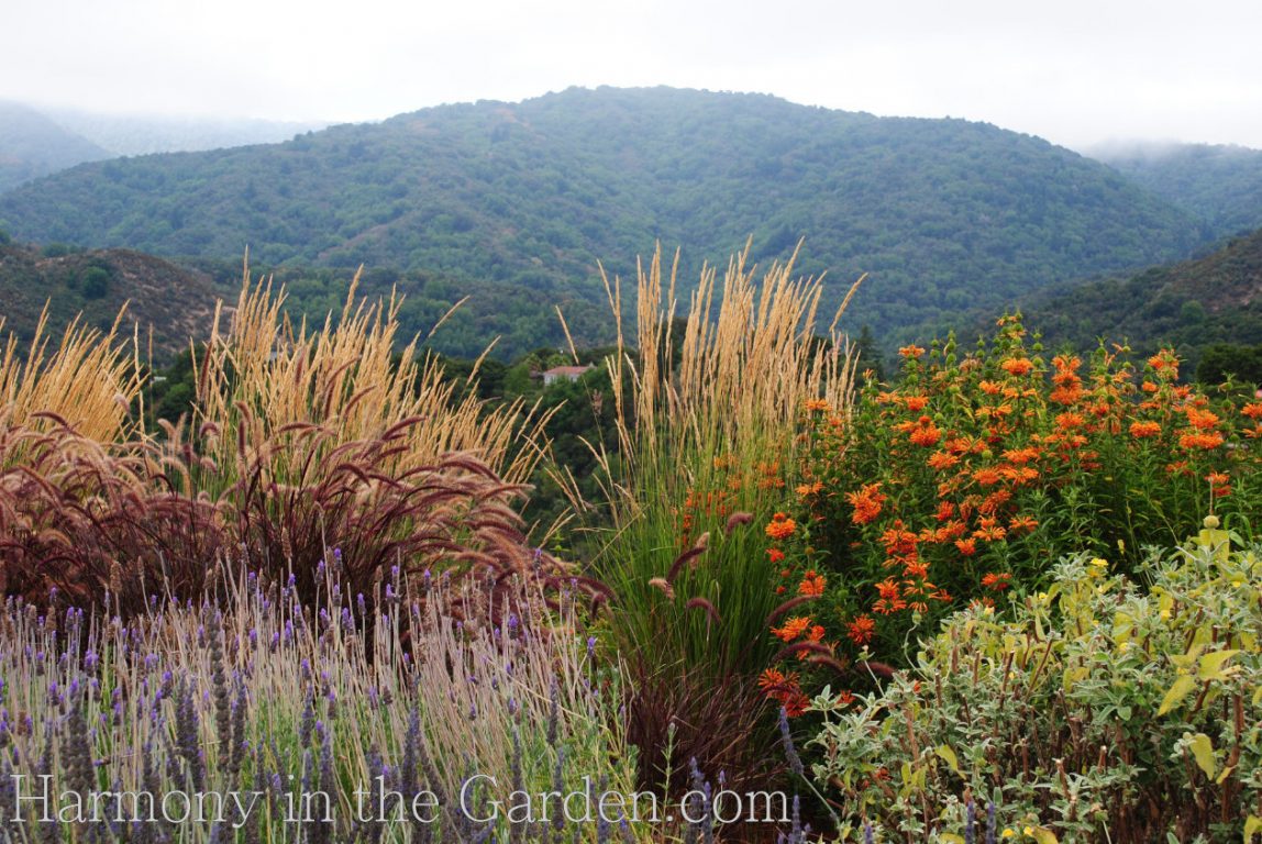 lavenders