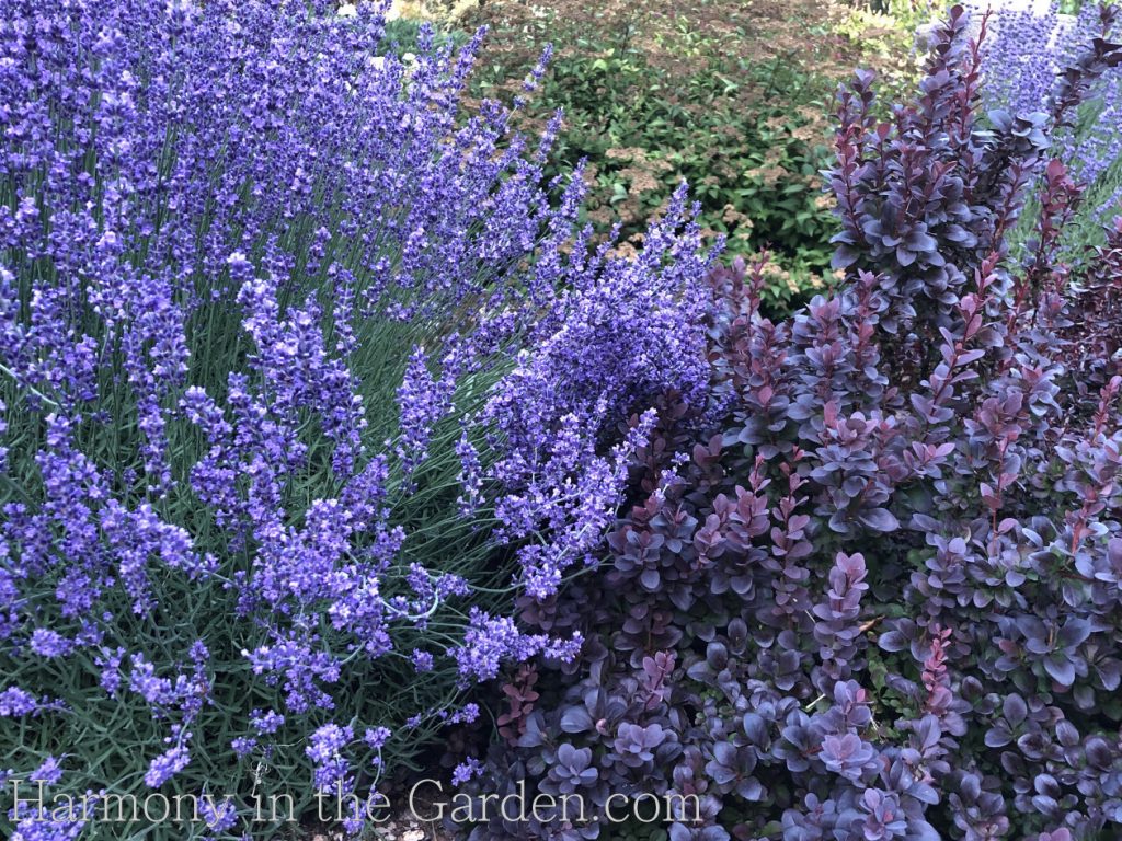 lavenders