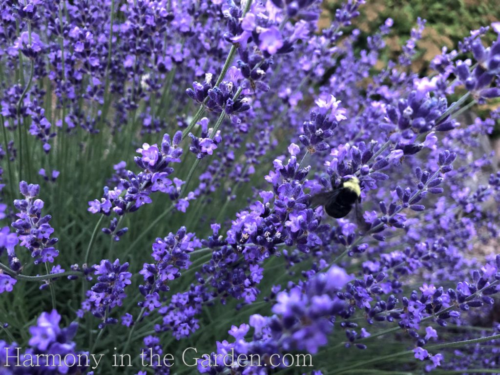 Lavender Isn't Blooming