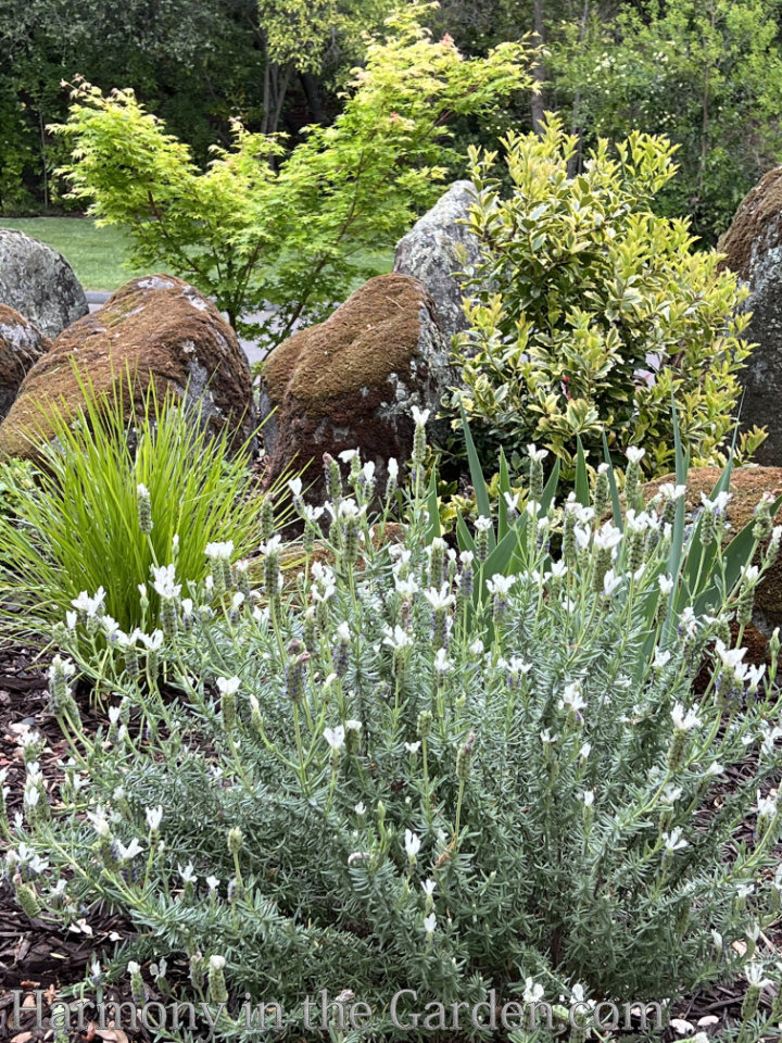 lavenders