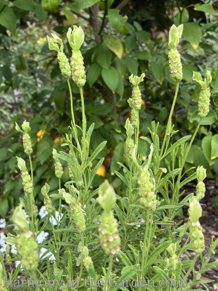 lavenders