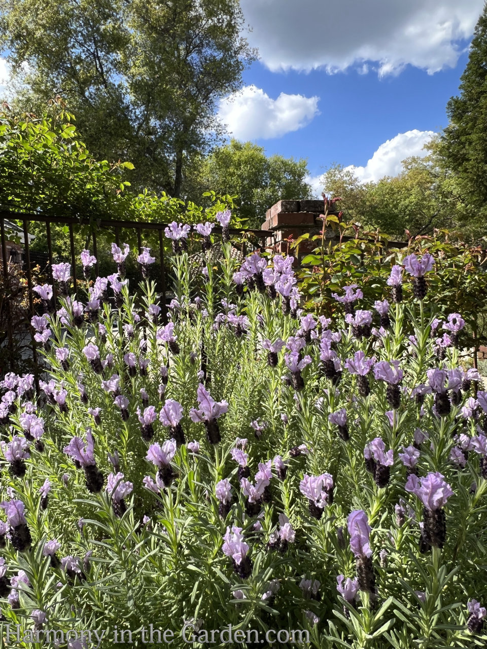 Blue Spear Lavender Seeds - The Plant Good Seed Company