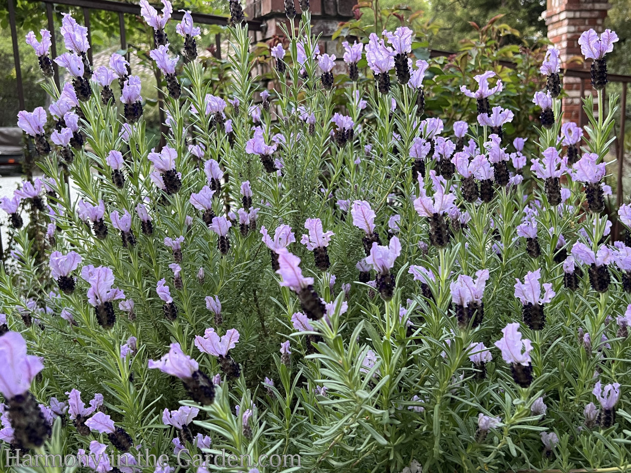 20 Culinary Lavender Spanish Eyes Lavender seeds ( Lavandula Multifida )