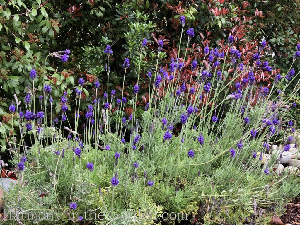 Lavandula pinnata var. buchii deer resistant