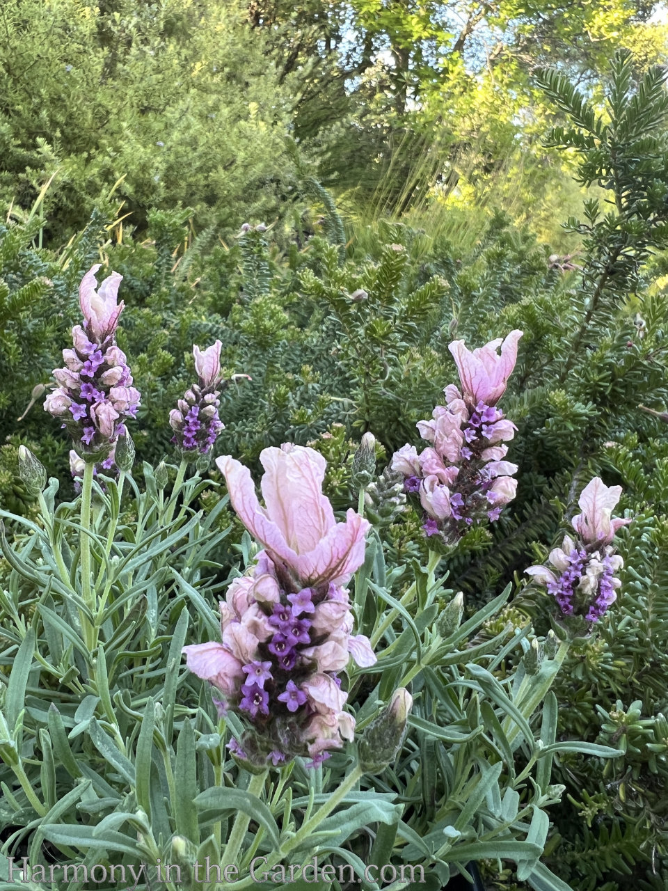 lavenders four seasons