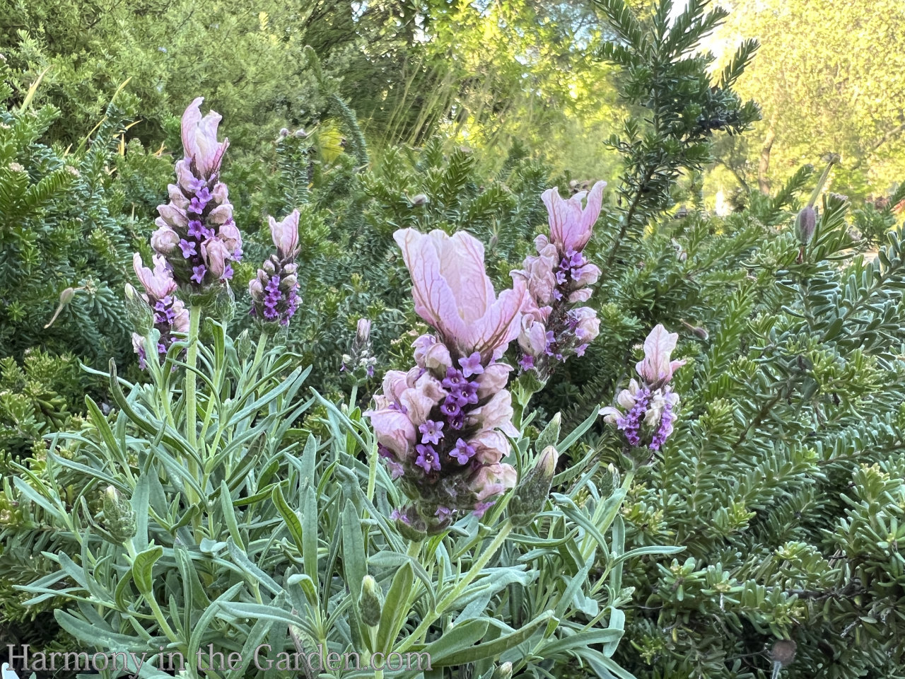 lavenders