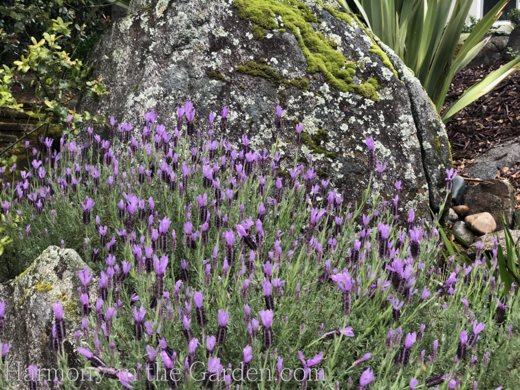 lavenders