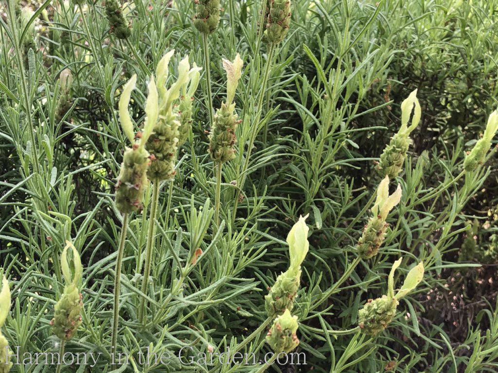 lavenders