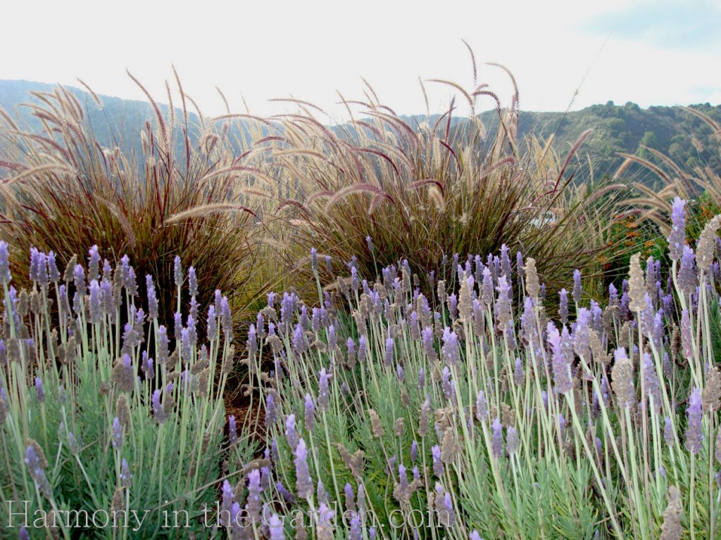 Blue Spear Lavender Seeds - The Plant Good Seed Company