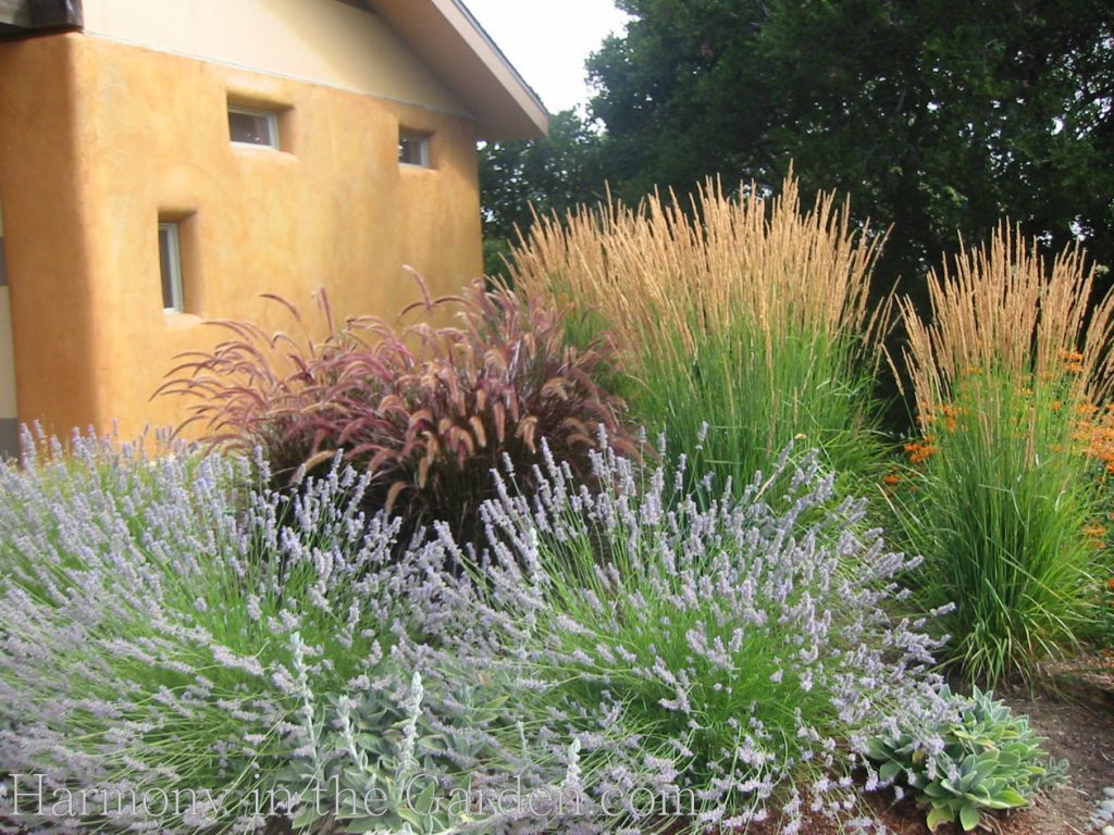 lavender 'provence' deer resistant