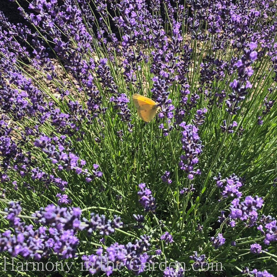 Blue Spear Lavender Seeds - The Plant Good Seed Company