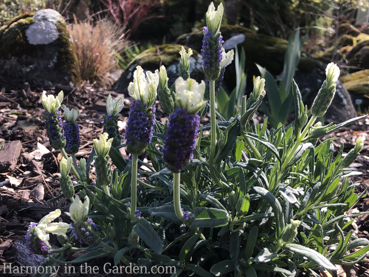 Lavenders for all Harmony in the four seasons - Garden