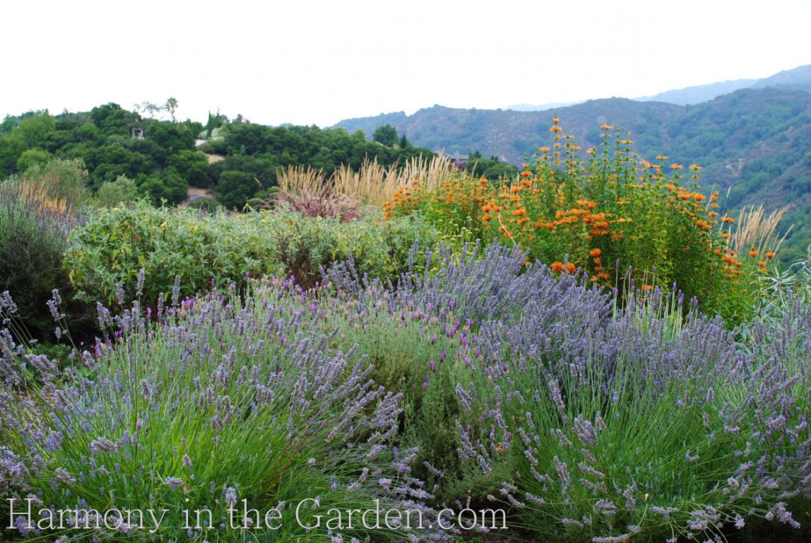 When is the best time to plant Lavender? – Soto Gardens