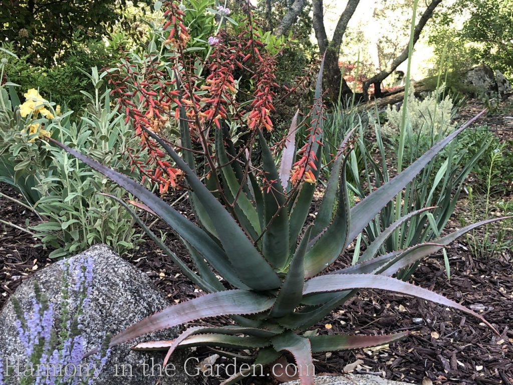 Aloe 'Fire Ranch