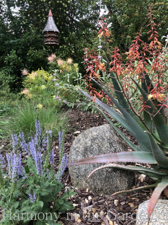 spring blooming plants